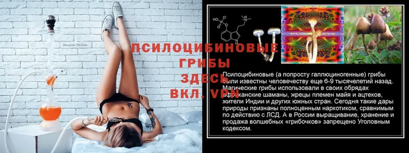 купить наркотик  Волосово  Псилоцибиновые грибы Psilocybe 